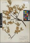 Foto von Salix geyeriana Andersson
